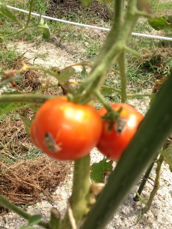 スクスク 農園 トマトにつく害虫 カメムシ 虫にとってもトマトは美味しいようです Http T Co Faojviqq Twitter