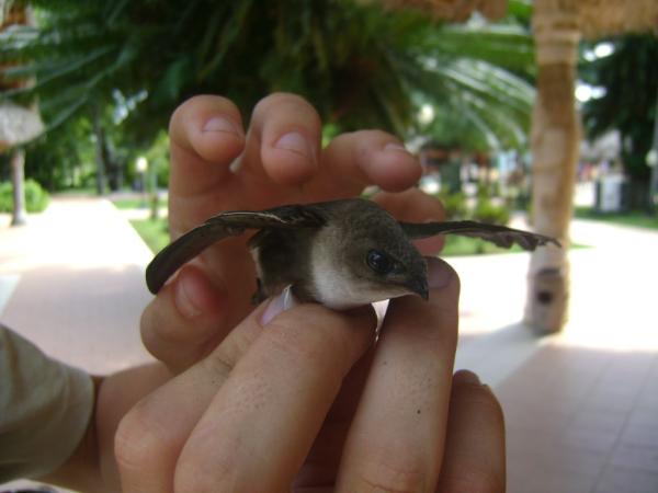 ArielDeArmas's tweet photo. My bro cached a bird in Cuba http://t.co/GCgWtlEs