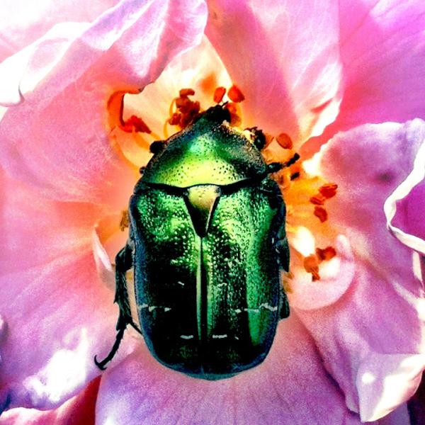 pingborren's tweet photo. Vissa tycker kanske de är lite finare, bara för att de fötts guldgröna och gillar rosor: http://t.co/cmZgbFHI