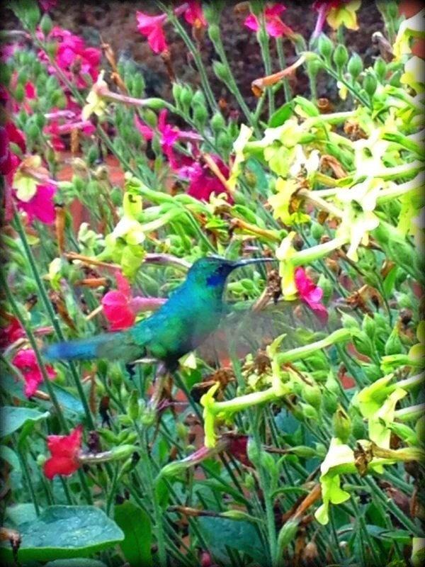 Cadena3Daniela's tweet photo. @NPlanetaRCN "Colibri" lugar: Universidad Externado de Colombia http://t.co/lfnI7Br1