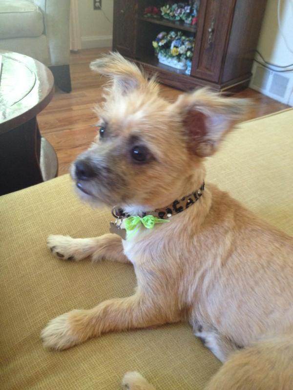 RoRoFakih's tweet photo. I don't like my haircut ma @RimaFakih I look like the taco bell dog who passed away http://t.co/95m2pIJa