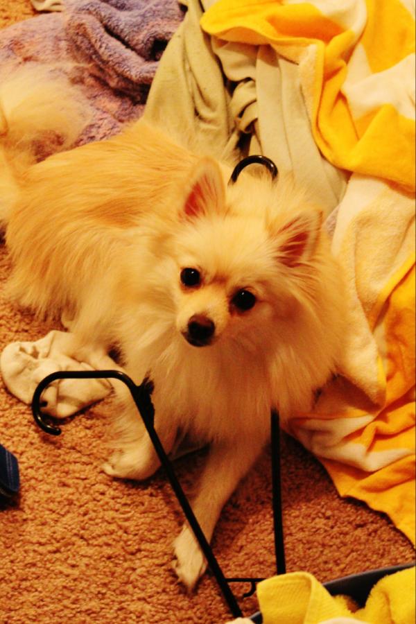 EmilyArynMorris's tweet image. oh MaryJane.....#PomProblems