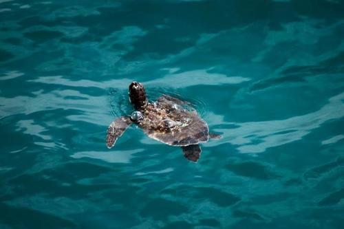 ObeyYoGirl's tweet photo. Don't GO Sweet Turtle http://t.co/j6faVQrN