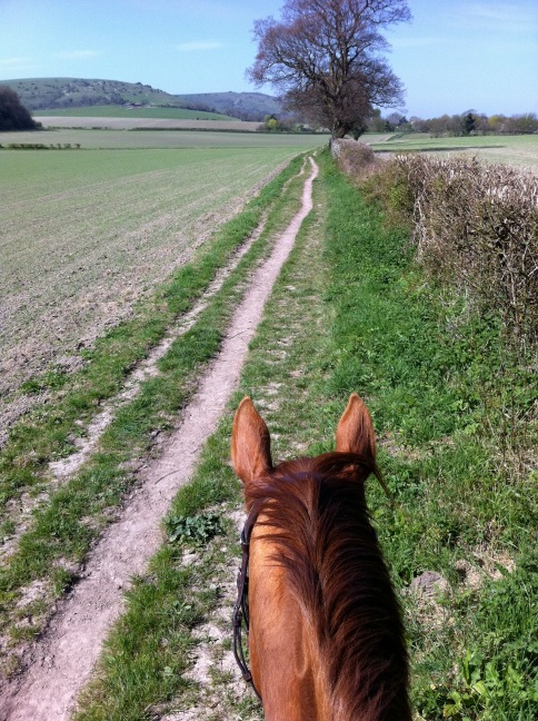HorseRight's tweet photo. http://t.co/dSCKVSAY