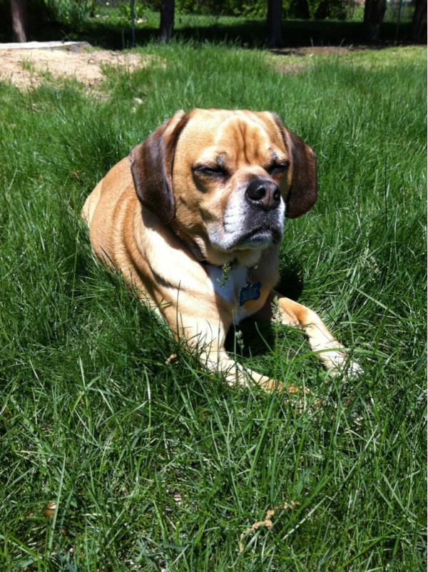 pugglous's tweet photo. Chillin http://t.co/ICO2Ff2S