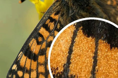 Пыльца крылья. Хитиновые чешуйки на крыльях бабочки. Хитиновые чешуйки бабочек. Хитиновый Покров у бабочек. Пыльца на крыльях бабочек.