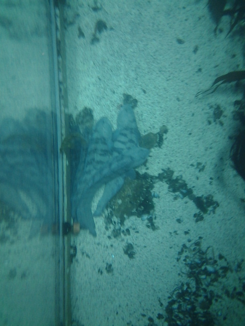 The wholf fish family...