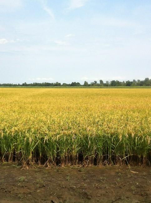 abdcrop's tweet photo. Wont b long now! #drained&amp;dryingdown #rice http://t.co/Du6clgEW