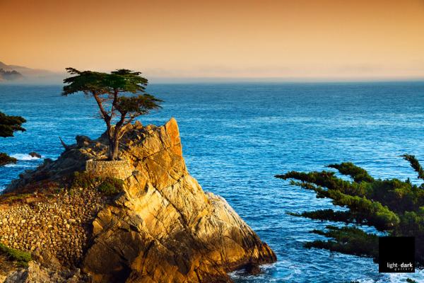 LightDarkPhoto's tweet photo. 250 year old Monterey Cyprus Tree on the #17miledrive at #pebblebeach #photography http://t.co/kVmNIqqw