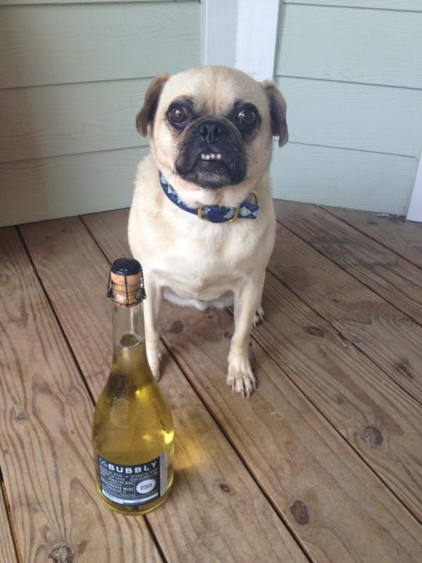 La_Bubbly's tweet photo. That's one smart pup. RT @lauren_clark1: I think I found the newest @La_Bubbly mascot! http://t.co/DFxrIo62