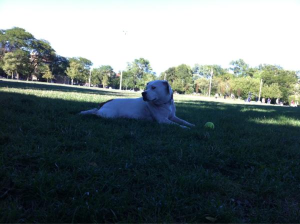 Lucy_Dog's tweet photo. hanging at the park. http://t.co/6oYE1nqP