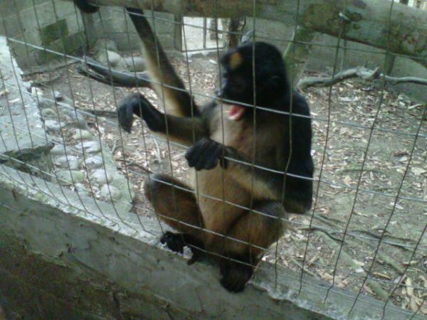 peterpollo24's tweet image. De zoológico