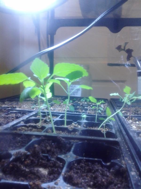 ErinOnTheCoast's tweet photo. #KlipDagga in the front #Coleus and #Dropwort in the back. #HerbGarden http://t.co/U1x6lfFA