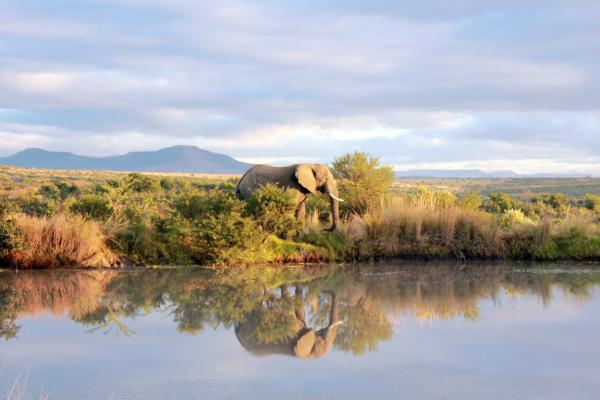 Umzolozolo's tweet photo. Relaxing Monday stroll in the bush http://t.co/7HQFVVze