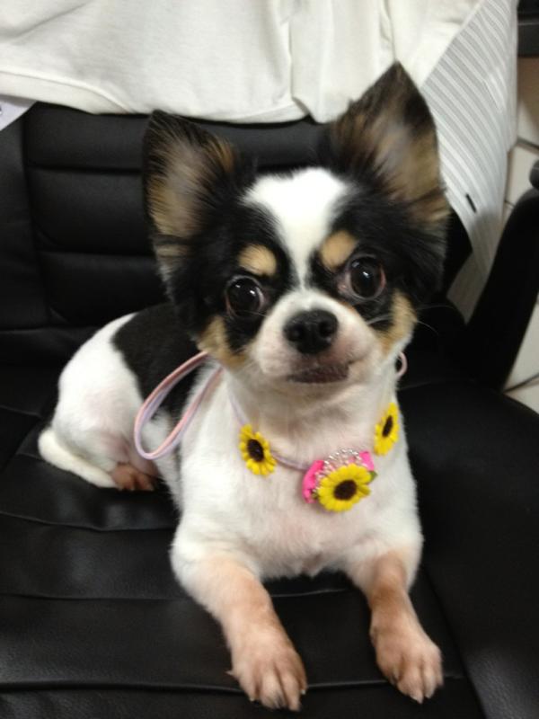 Rin609's tweet photo. 久しぶりに登場w
サマーカットしました！ http://t.co/3uUjDSgy