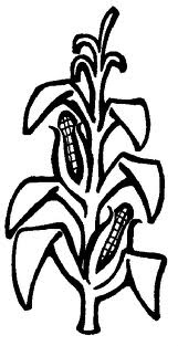 downtownexeter's tweet photo. Corn Stalks have sprouted all along Main Street in Exeter. That can only mean one thing...it's the Exeter Ram Rodeo! http://t.co/oOjboZQO