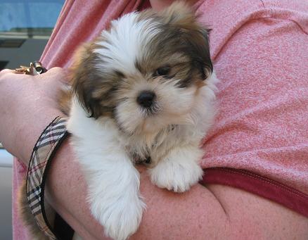 Burckardt's tweet photo. AAI   QUE  FOF  **---**EU AMO  CACHORRO http://t.co/iASiYbma