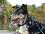 InetSuccess's tweet photo. @maggieKTVB7 so happy to see you back on morning TV.  Maggie, the Dog says Welcome Back! http://t.co/TSfC5GZS