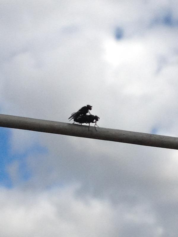 ETNutrition's tweet image. No shagging on my washing line please #RandomSpot #InsectPorn