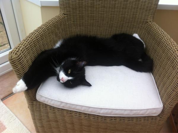 tom_hird1's tweet photo. @TheRealSheehan @Hodgo88 meet Toby the cat chilling in his chair. He flexible and so what! http://t.co/5y1nYlm8