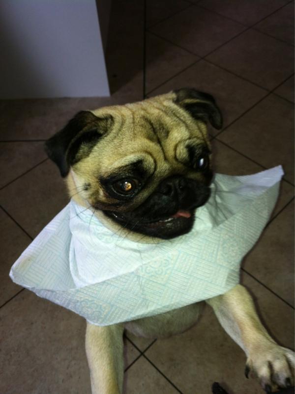 DamnPugalicious's tweet photo. IIIIIIIIIIT'S LUNCHTIME, BITCHES! Yh I hav a bib, bite me? http://t.co/mF6yo2hX
