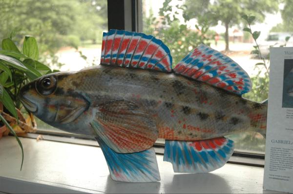 SouthernEnvCent's tweet photo. Our friendly model of the watercress darter, by Gabriela Pomplova and Arne Rutkis. http://t.co/Ebn2LiCG