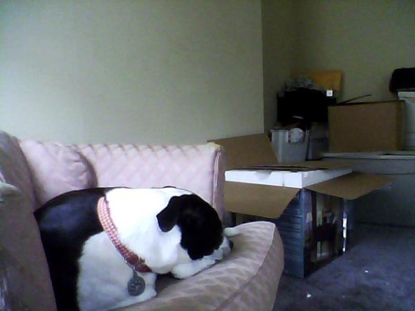 RandiAlexis's tweet image. Feste says "Don't look at me"
#apartmentdog