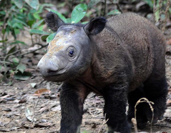 sh3zz33's tweet photo. "@Rhinos: Cute baby alert! We've got a new photo of Andre for you. #baby #rhino http://t.co/BfR7Umrd"