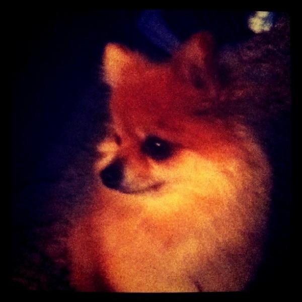gmaxwellp's tweet photo. What a cute puppy http://t.co/89MKtllU
