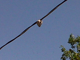 Mike_Maniacco's tweet image. What do you do when it's quiet at your job? Here at pdc, we go on wasp patrol #NotMessinAround #BigGuns @SamElIiott