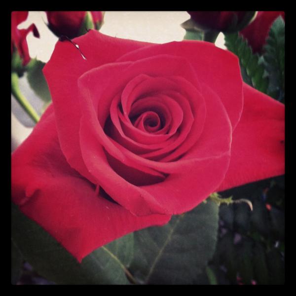 Magnoliastudiom's tweet image. Love your OMG cases! This is a pic I took of one of the roses out of a dozen. Best of luck! #photogenius