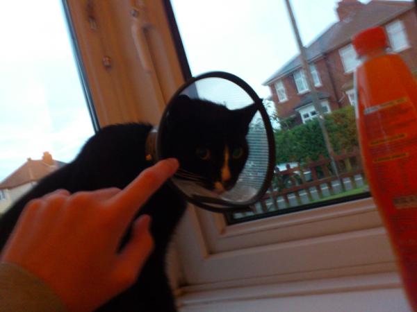 Jams0096's tweet image. Space cat #astronautcat