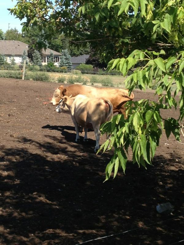 aallypally's tweet image. Buck and his girlfriend love buck #cowproblems 🐮