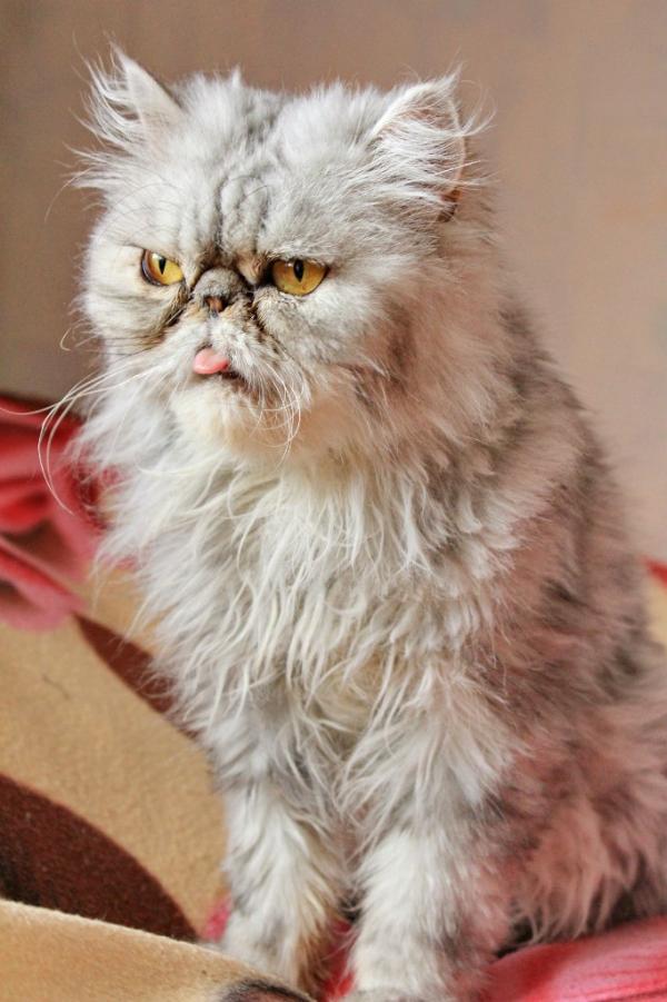 pers_help's tweet image. Глория, 4 года  +79217789488 Таня