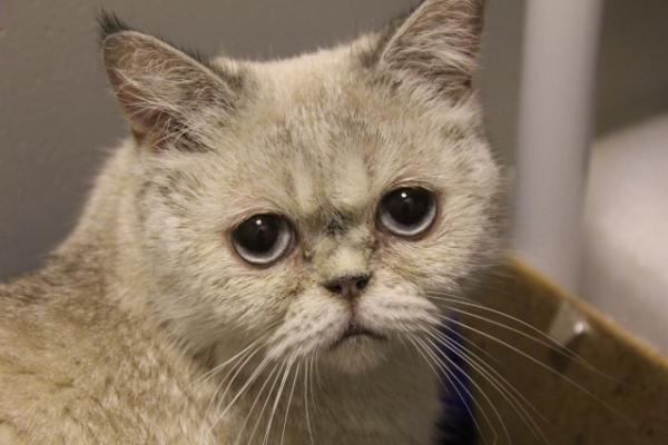 pers_help's tweet image. Рыська, 2 года +79217789488 Таня