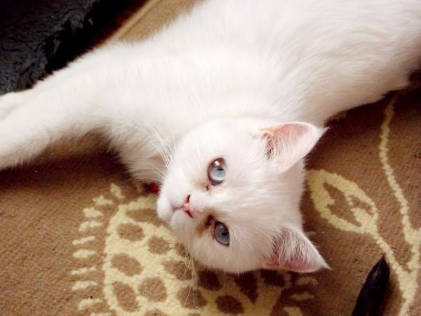 pers_help's tweet image. Три кошки экзотической породы ищут дом +79217789488 Таня