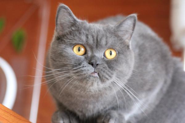 pers_help's tweet image. 