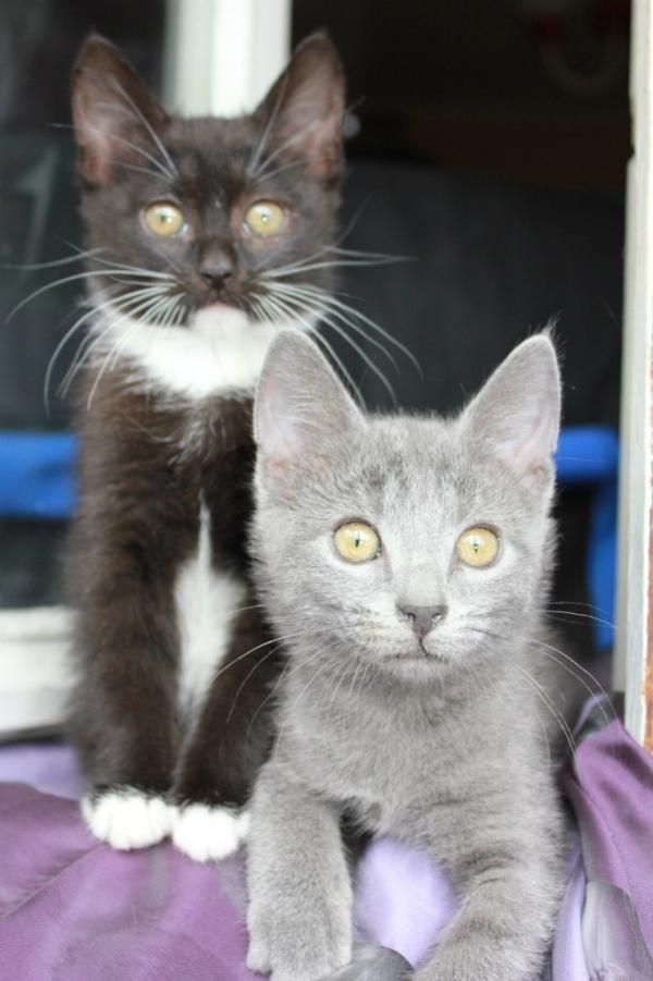 pers_help's tweet image. Отдаются по договору с обязательной стерилизацией по возрасту. На фото девочки, им 2 мес. 8-921-778-94-88 Таня