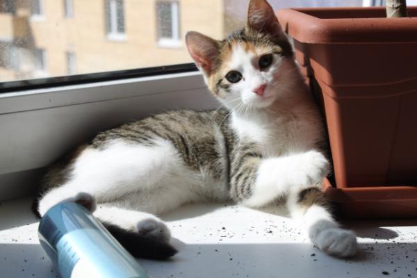 pers_help's tweet image. Девочка, 4 мес. + 7-921-778-94-88 Таня