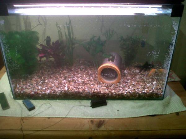 Dan_Chaz's tweet image. New fish tank set up #stoked #biggerthingstocome