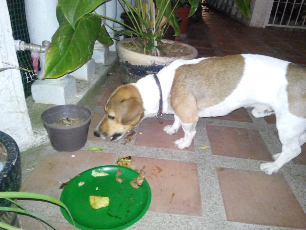 KennetKD's tweet photo. RT @dnlara: este #perritoperdido llegó anoche a nuestra casa en Luis Hurtado el #junquito @Perrospccs http://t.co/Io26cLP7Ig