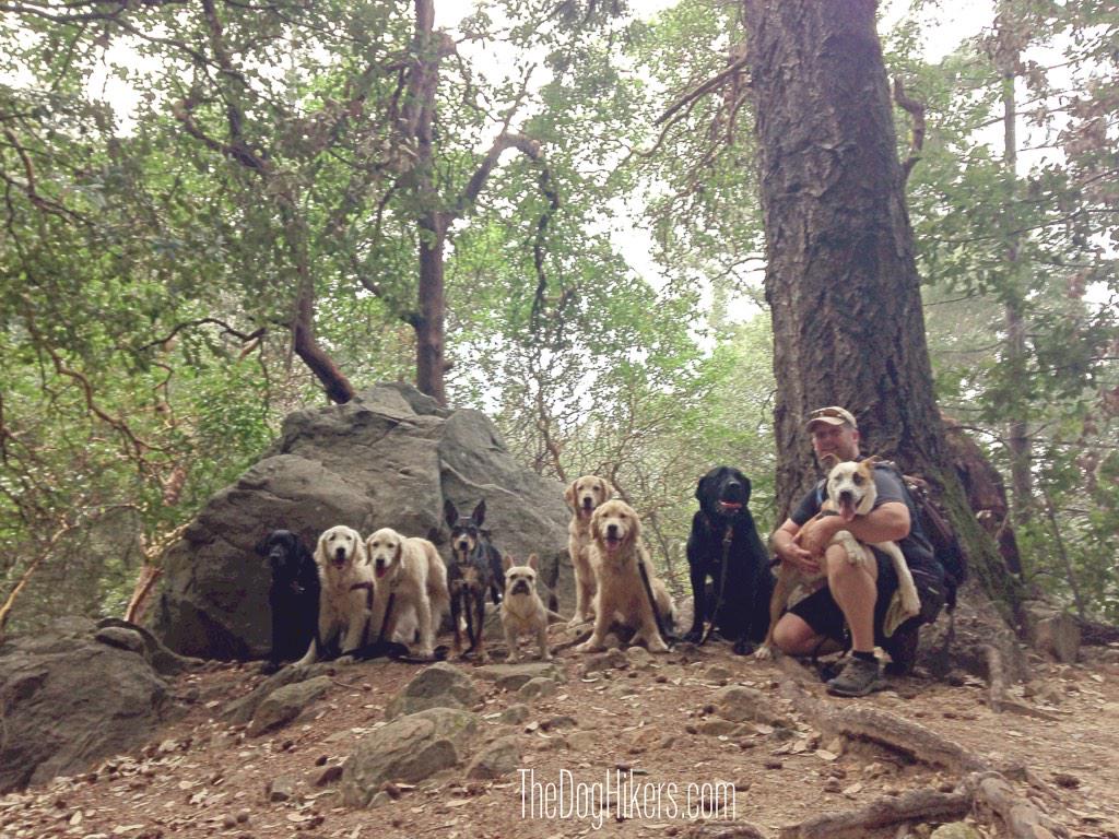 The Dog Hikers tweet media