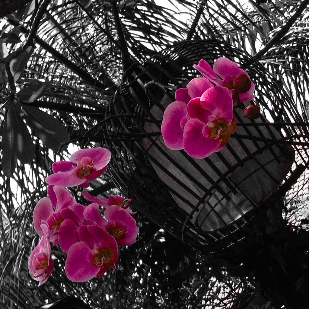 latjuba_nl's tweet image. Hello March! 
You are mostly welcome! 
SpringTime is almost coming!
#march #flowers #almostSpringTime