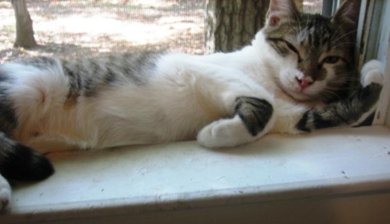 You're the smile to my face and the beat to my heart. #whiskers #caturday #CatsOfTwitter #NYC