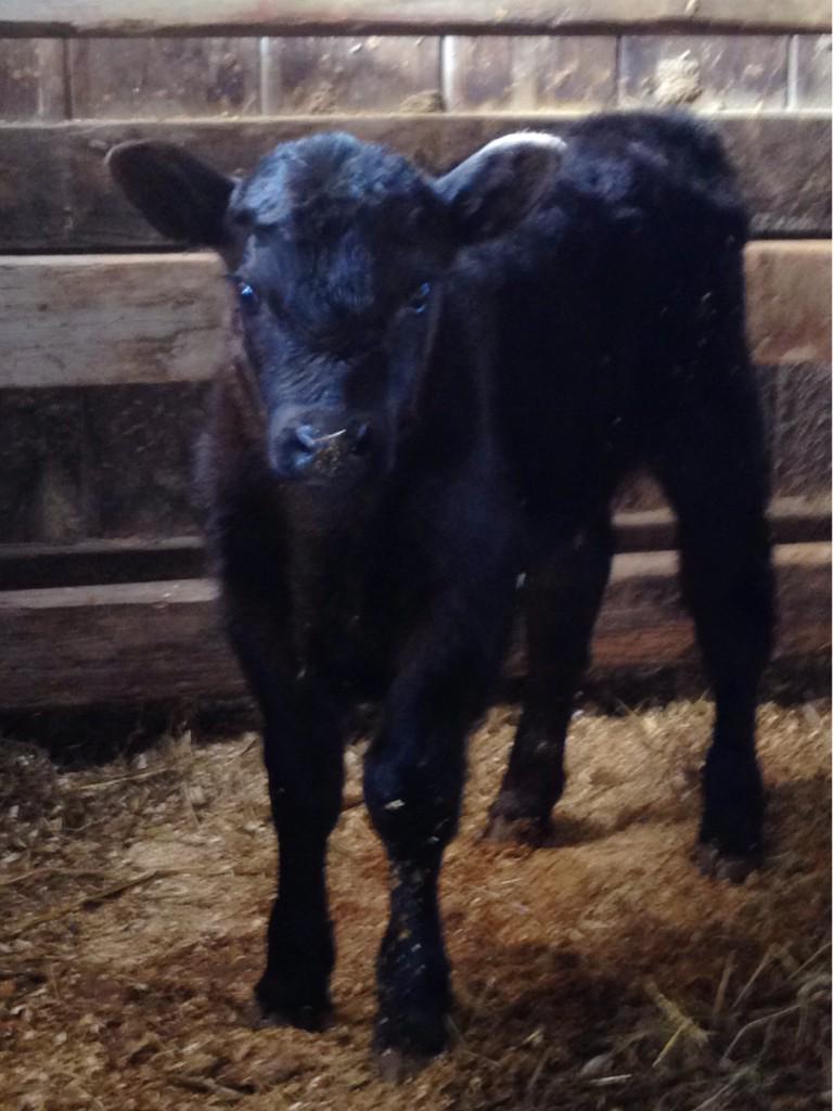 GhccBeef's tweet photo. This little bull calf hit the ground running #healthycalves #greatmommacows #IAmAngus #calving15 http://t.co/8xT1Xyd2Lz