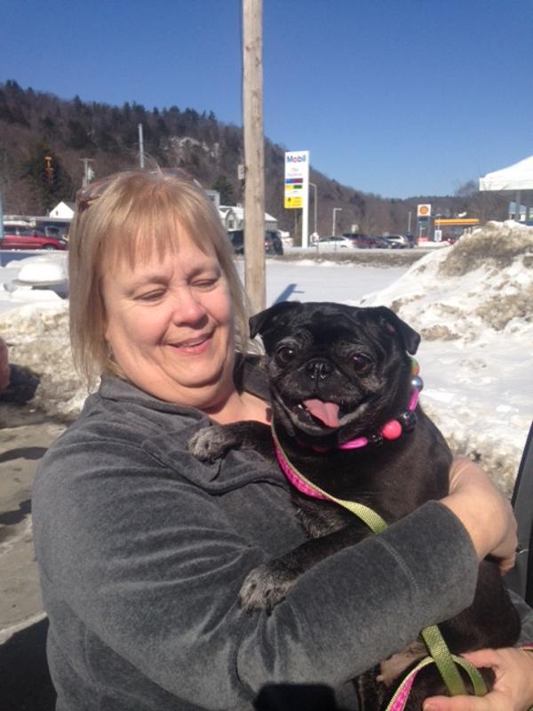 Green Mtn Pug Rescue tweet media