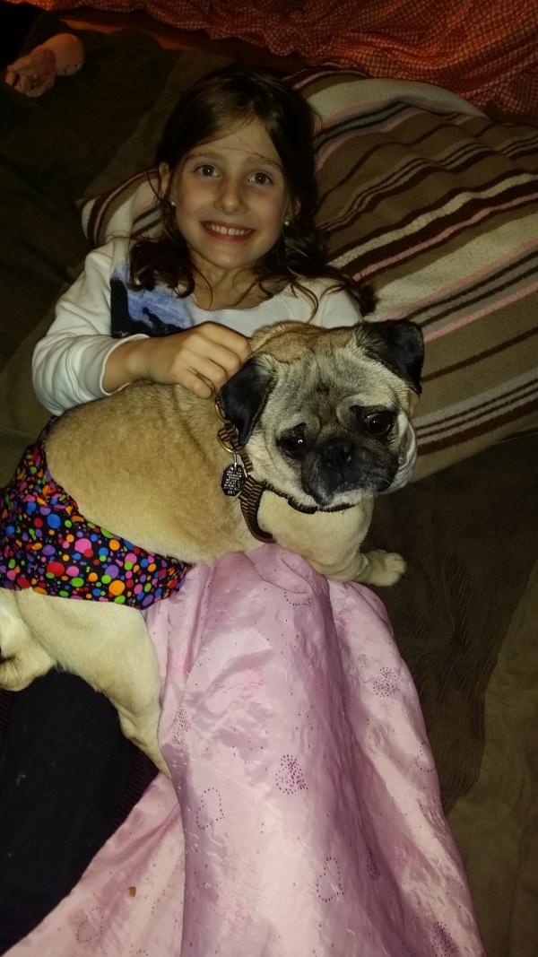 Green Mtn Pug Rescue tweet media