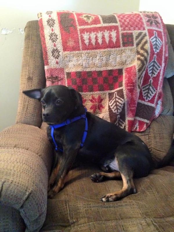 Green Mtn Pug Rescue tweet media