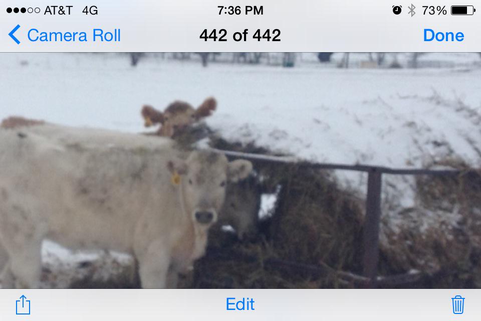 superiorlawn87's tweet photo. These heifers  are like Landscapers , both ready for Spring  !
So long February http://t.co/vDRwXgcGf7