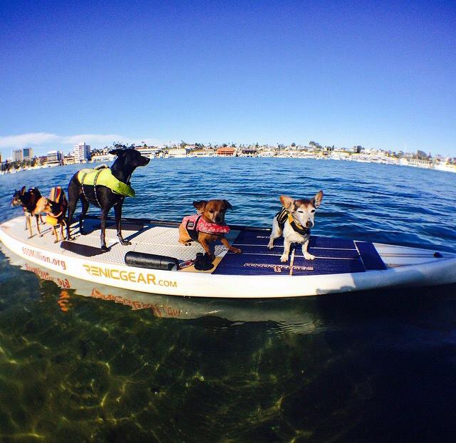 hitcase's tweet image. #Supdogs

Hanging on the water with #Hitcase and Renic gear in Newport Beach.